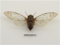 藏品(臺灣騷蟬)的圖片